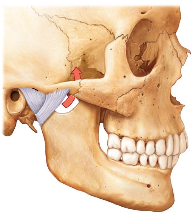 TMJ Dysfunction and Pain